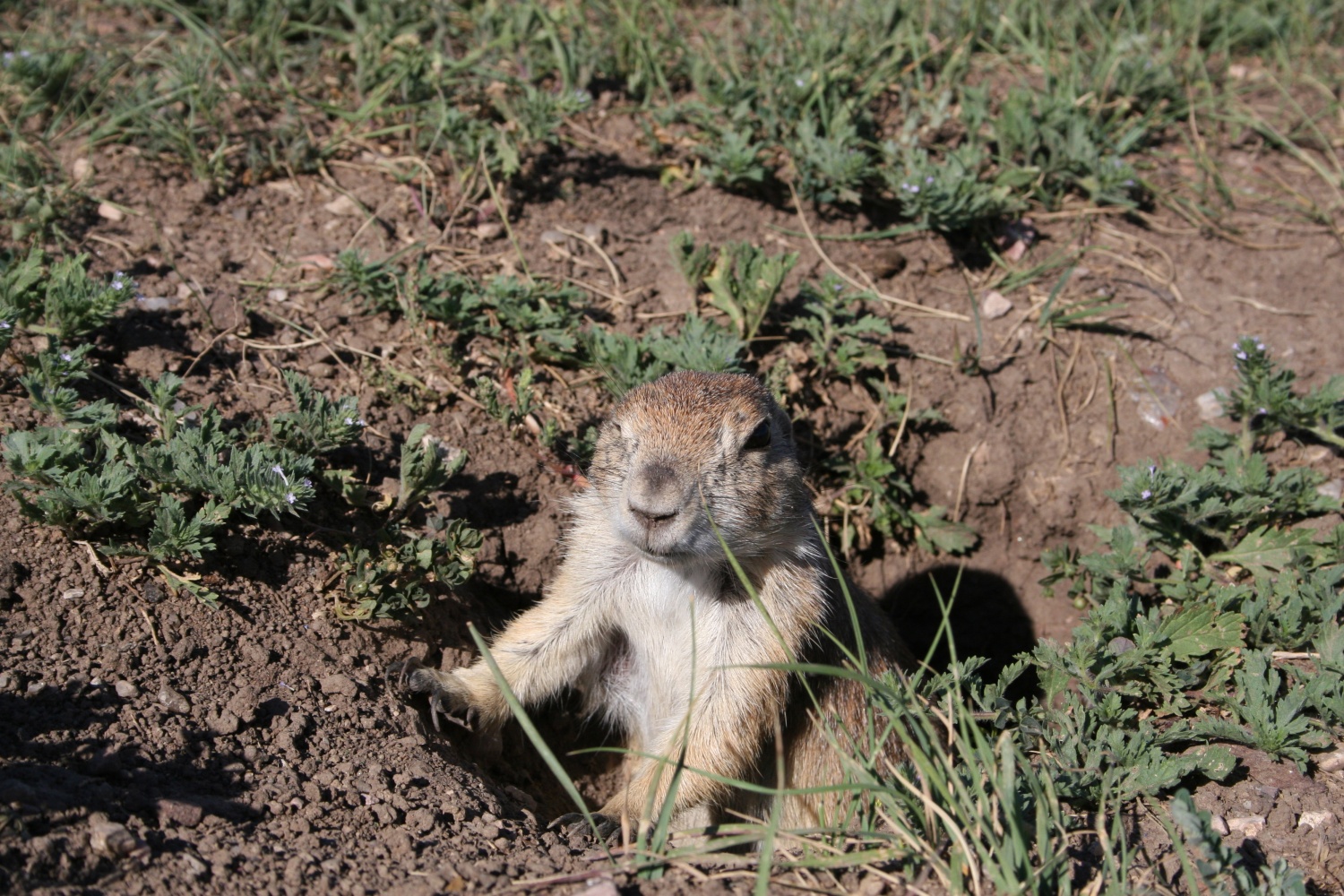 alkalai-school-prairie-dog